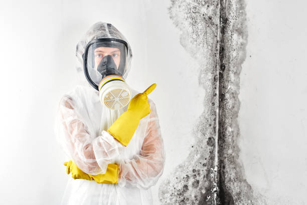 Best Industrial Mold Remediation  in Warren, MI