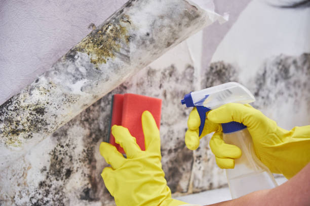 Forensic Mold Investigation in Warren, MI